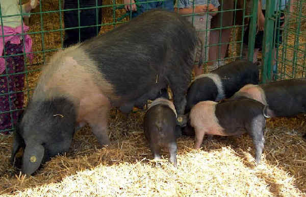 Scrofa di razza Cinta Senese con lattonzoli