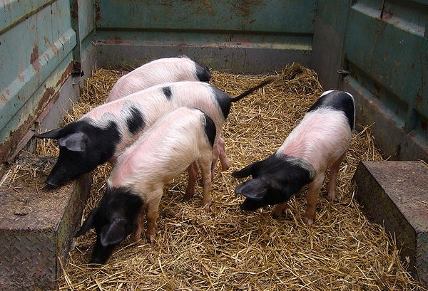 Cul Noir du Limousin