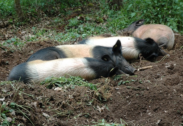 Deutsches Weideschwein