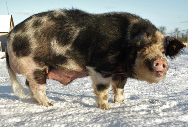 Lietuvos vietinės kiaulės