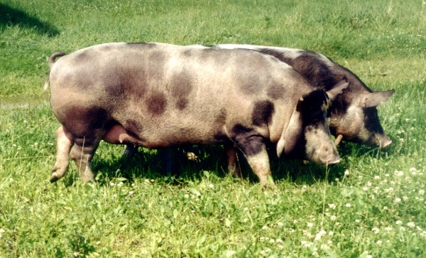 Lietuvos vietinės kiaulės