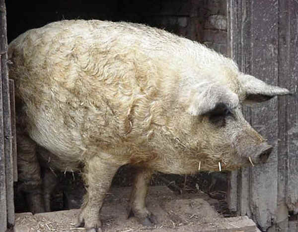 Suino di razza Mangalica biondo 