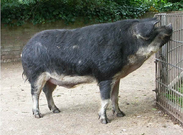 Suino di razza Mangalica ventre di rondine