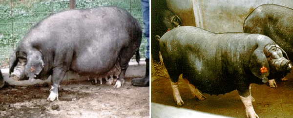 Scrofa di razza Meishan