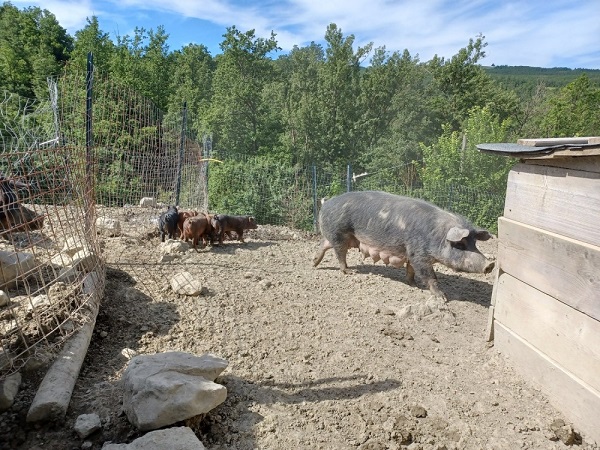 Scrofa con suinetti di razza Mora Romagnola