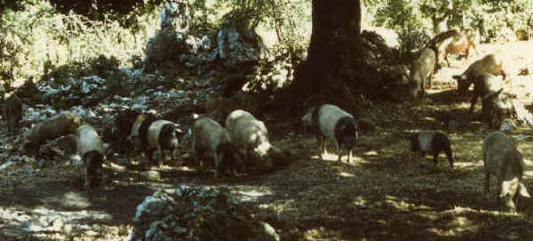 Suni Neri delle Madonie al pascolo