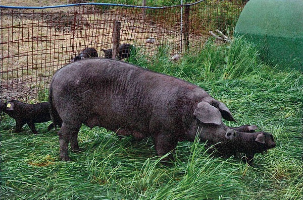 Scrofa Nero di Parma