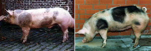 Verro e scrofa di razza Pietrain