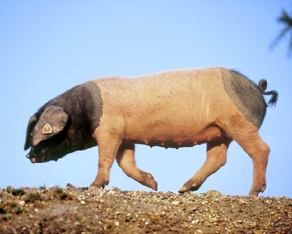 Porc Basque
