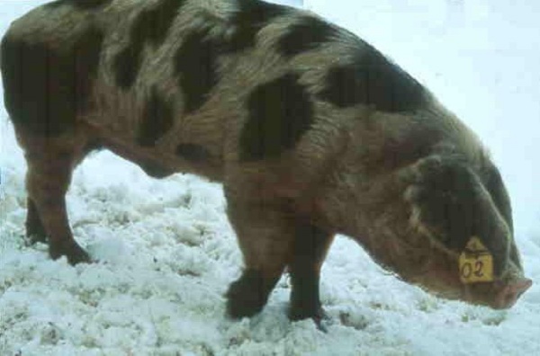 Porc de Bayeux 
