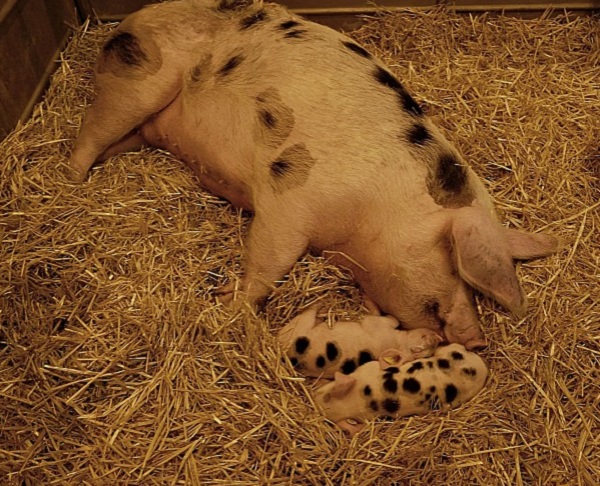 Porc de Bayeux 