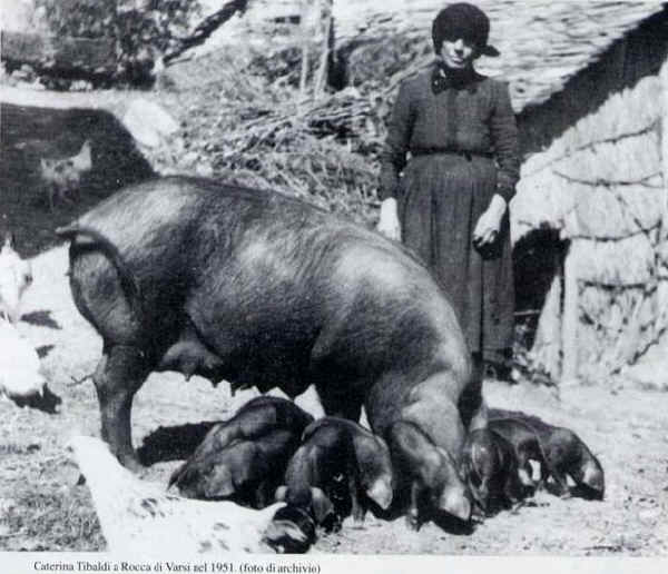 Nera Parmigiana o Nero di Parma