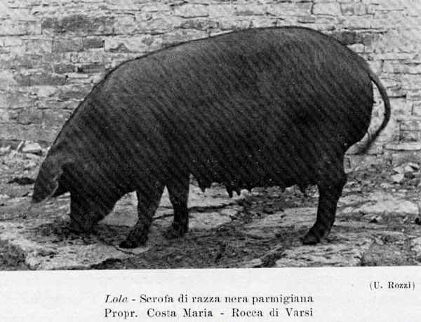 Nera Parmigiana o Nero di Parma