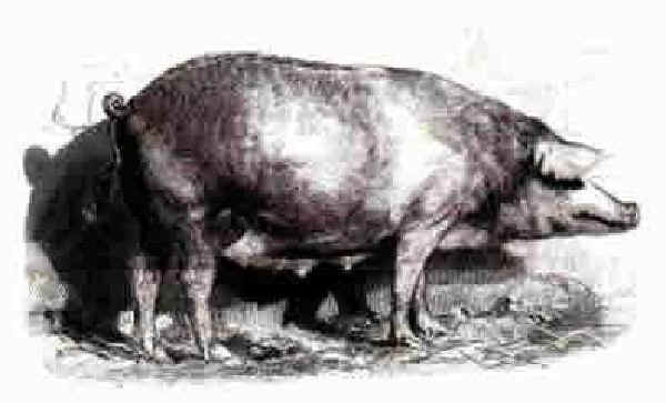 Scrofa Rossa del Casentino