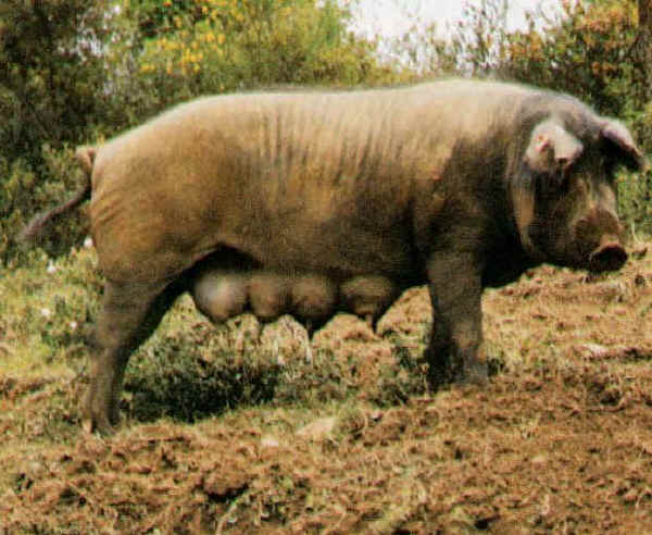 Scrofa di Retintas Extremeno Villalòn