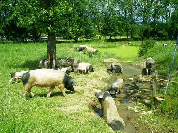 Schwäbisch-Hällisches Schwein