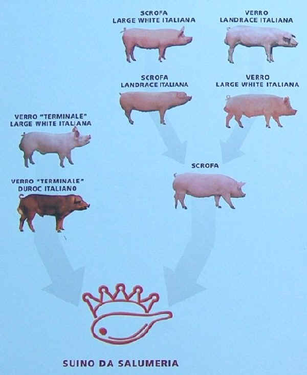 Schema di Selezione "Suino da Salumeria"