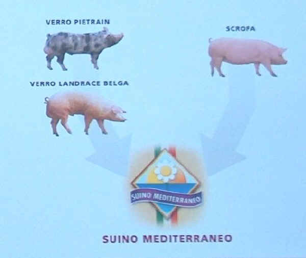 Schema di Selezione "Suino Mediterraneo"