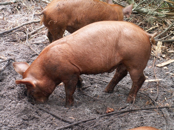 Scrofa di razza Tamworth