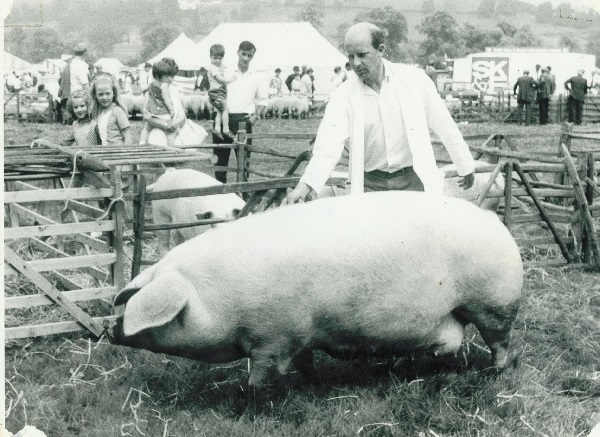 Verro e scrofa Welsh