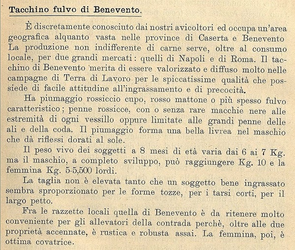 Fulvo di Benevento