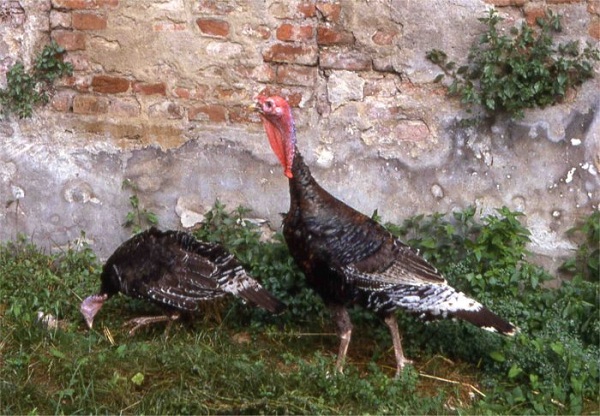 Tacchino Bronzato dei Colli Euganei