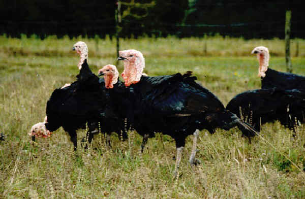 Tacchino "Nero di Gers" 