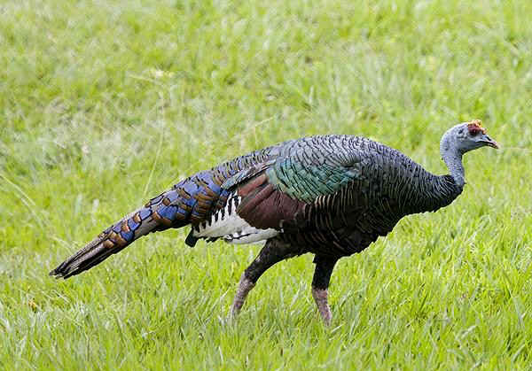 Tacchino ocellato - Agriocaris ocellata