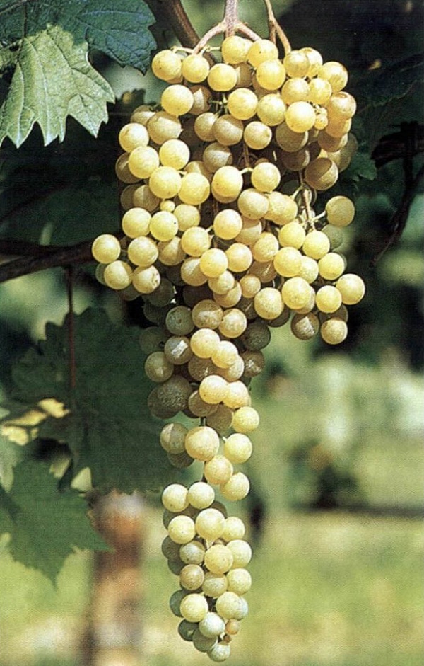 Grappolo di Albana di Romagna