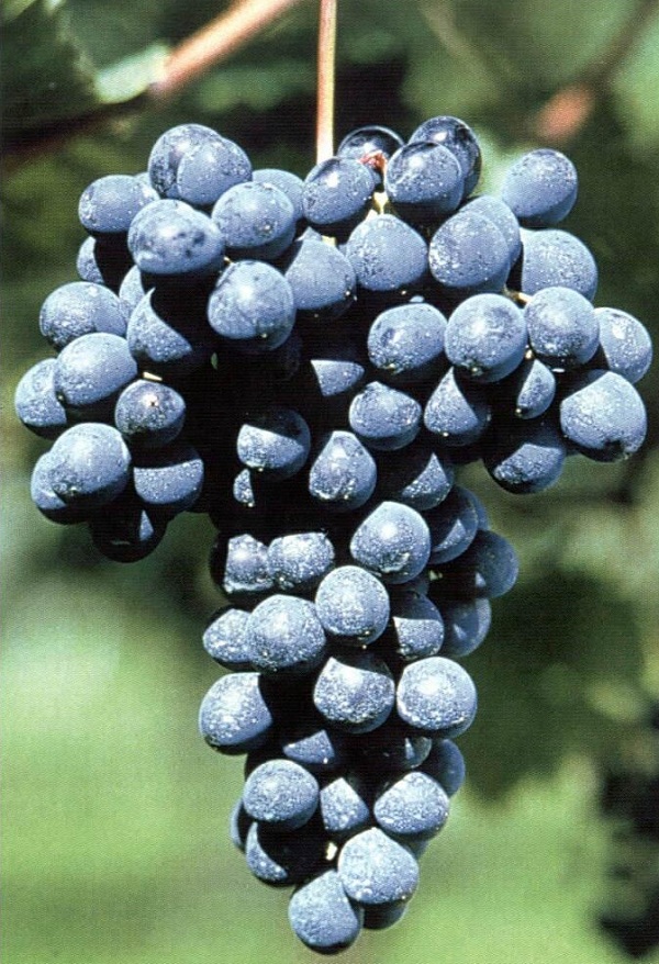 Barbera