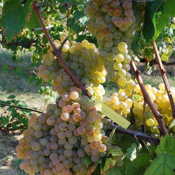 Malvasia bianca di Candia