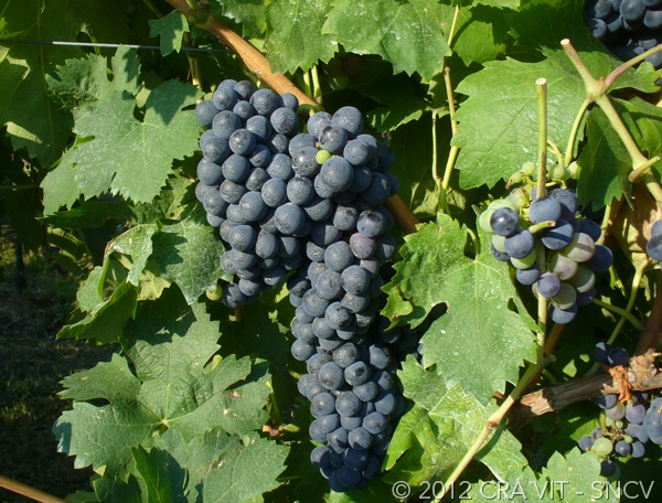 Carignano