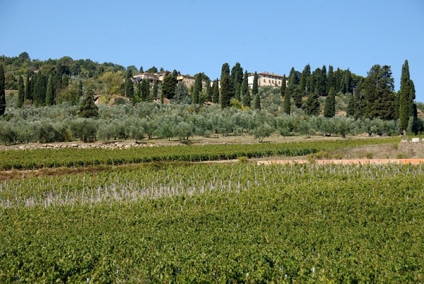 Vigneti di Carmignano