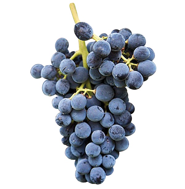 Nero d'Avola