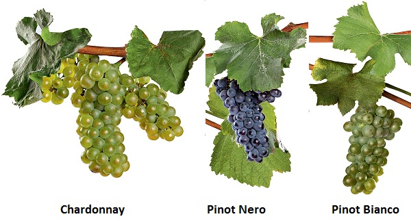 Chardonnay, Pinot Nero e Pinot Bianco