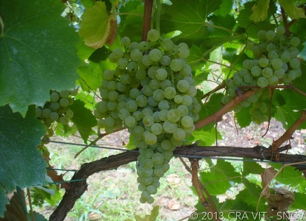 Malvasia Bianca di Candia