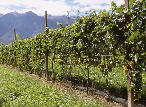 Colline Savonesi Igt