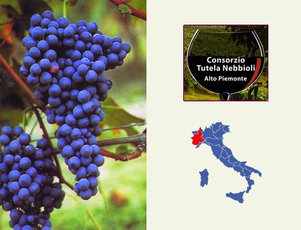 Grappolo di Nebbiolo - Gattinara DOCG