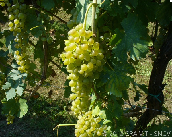 Malvasia delle Lipari