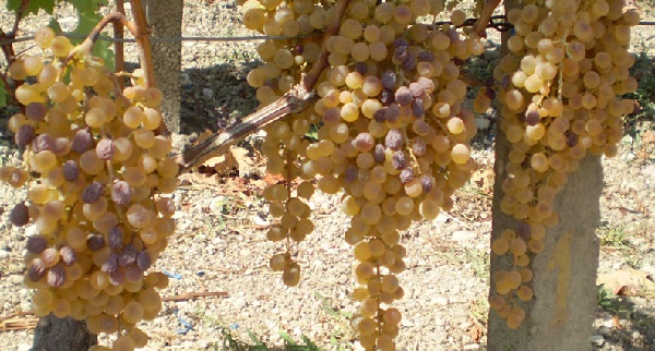 Malvasia di Sardegna