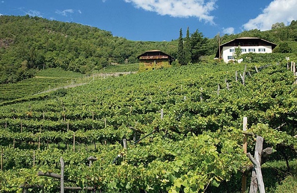 Vigneti in Alto Adige