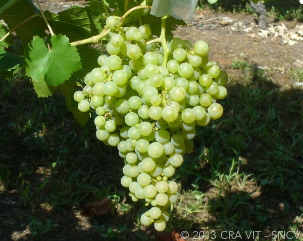 Malvasia del Lazio