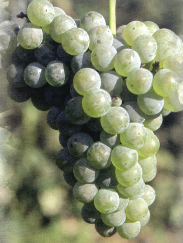 Verduzzo Friulano