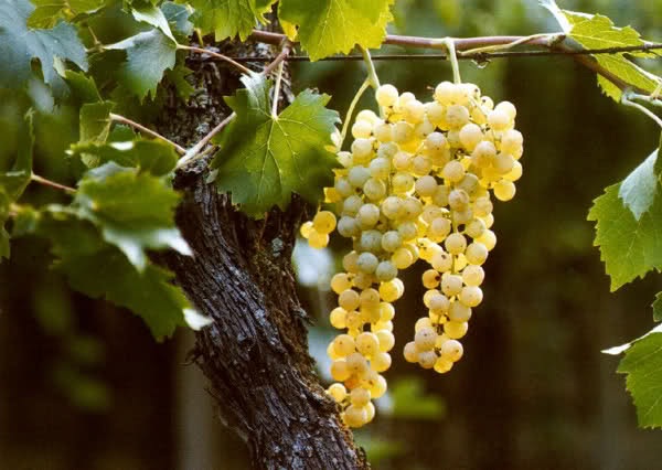 Grappolo di Garganega