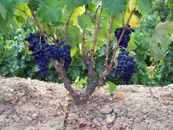 Grappolo di Rossese