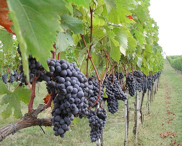 Grappolo di Sangiovese