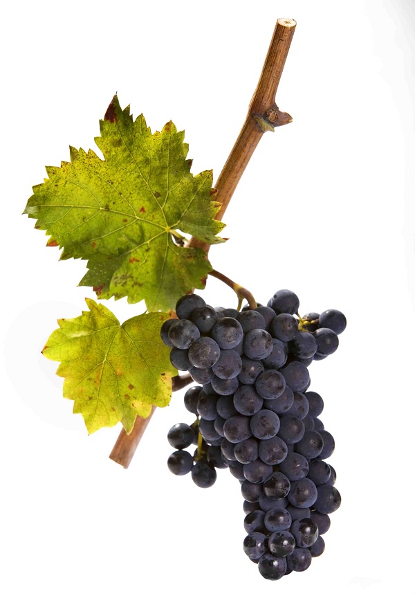 Grappolo di Sangiovese