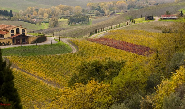 Terre di Pisa Doc