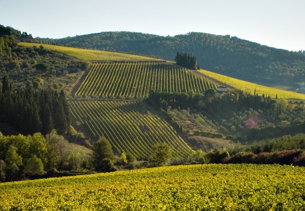 Vigneti in Toscana