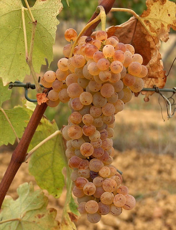 Trebbiano Toscano